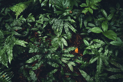 High angle view of vegetables on plant