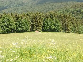 Scenic view of field against trees