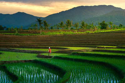 Morning view in the village with green rice fields and farmers working