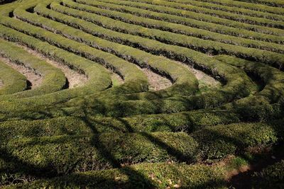 High angle view of agricultural field