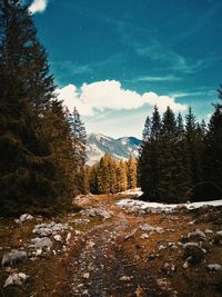 Pine trees on snowcapped mountains against sky