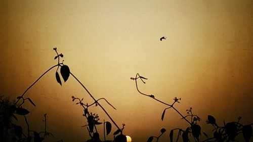 Silhouette birds flying against sky