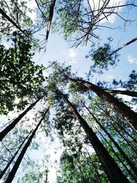 Low angle view of trees in forest against sky