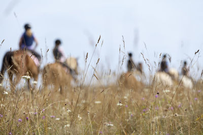 People horseback riding, oland, sweden