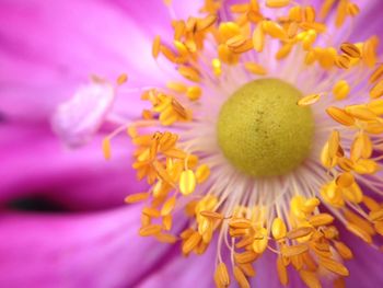 Macro shot of pink flower