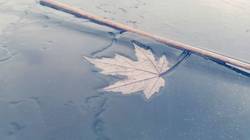 High angle view of maple leaf on frozen lake