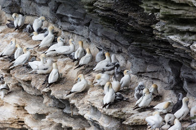 Gannets breeding on rock