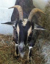 Close-up portrait of sheep on field