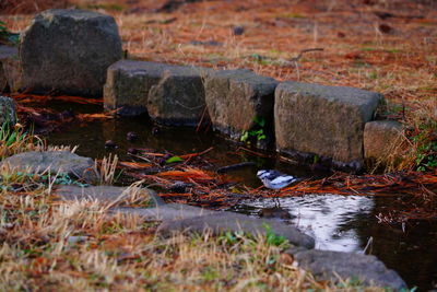 Water in grass