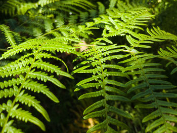Close-up of green leaves