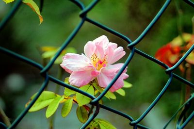 Close-up of pink flowers