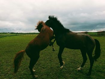 Side view of horse on field against sky