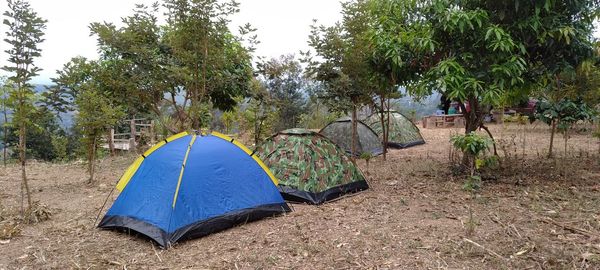 Tent on field by trees