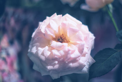 Close-up of pink rose flower