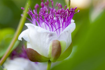 Close-up of pink rose flower