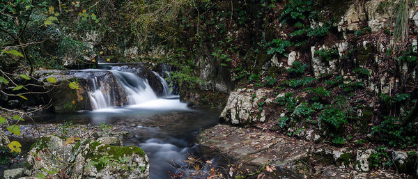 Scenic view of waterfall in forest