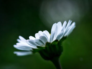 Close-up of white flower blooming outdoors