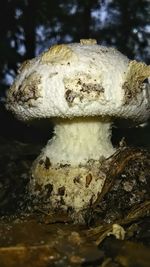 Close-up of mushroom growing on rock