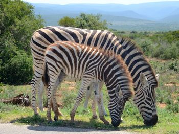 Zebras in a field