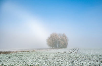 Trees on field against clear sky