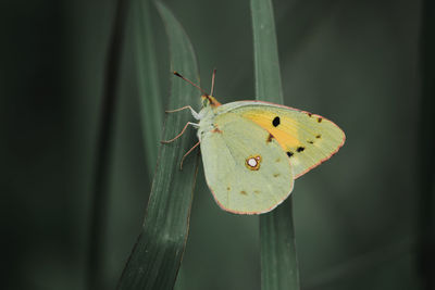 Close-up of butterfly on leaf