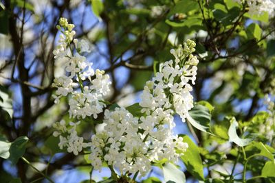 White flowers on sunny day