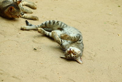 High angle view of cat lying on land