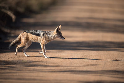 Side view of a dog