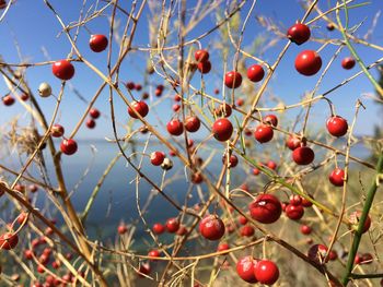 Cherries growing during sunny day