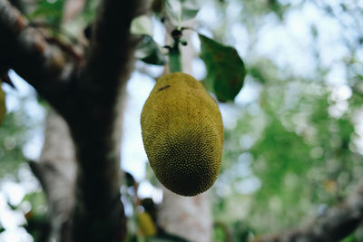 Close-up of fruits hanging on tree