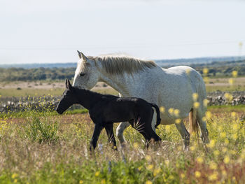 Horses standing on field against clear sky