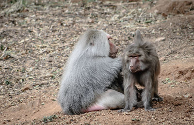 Monkey on field