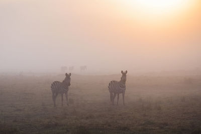 Deer standing on field against sky during sunset