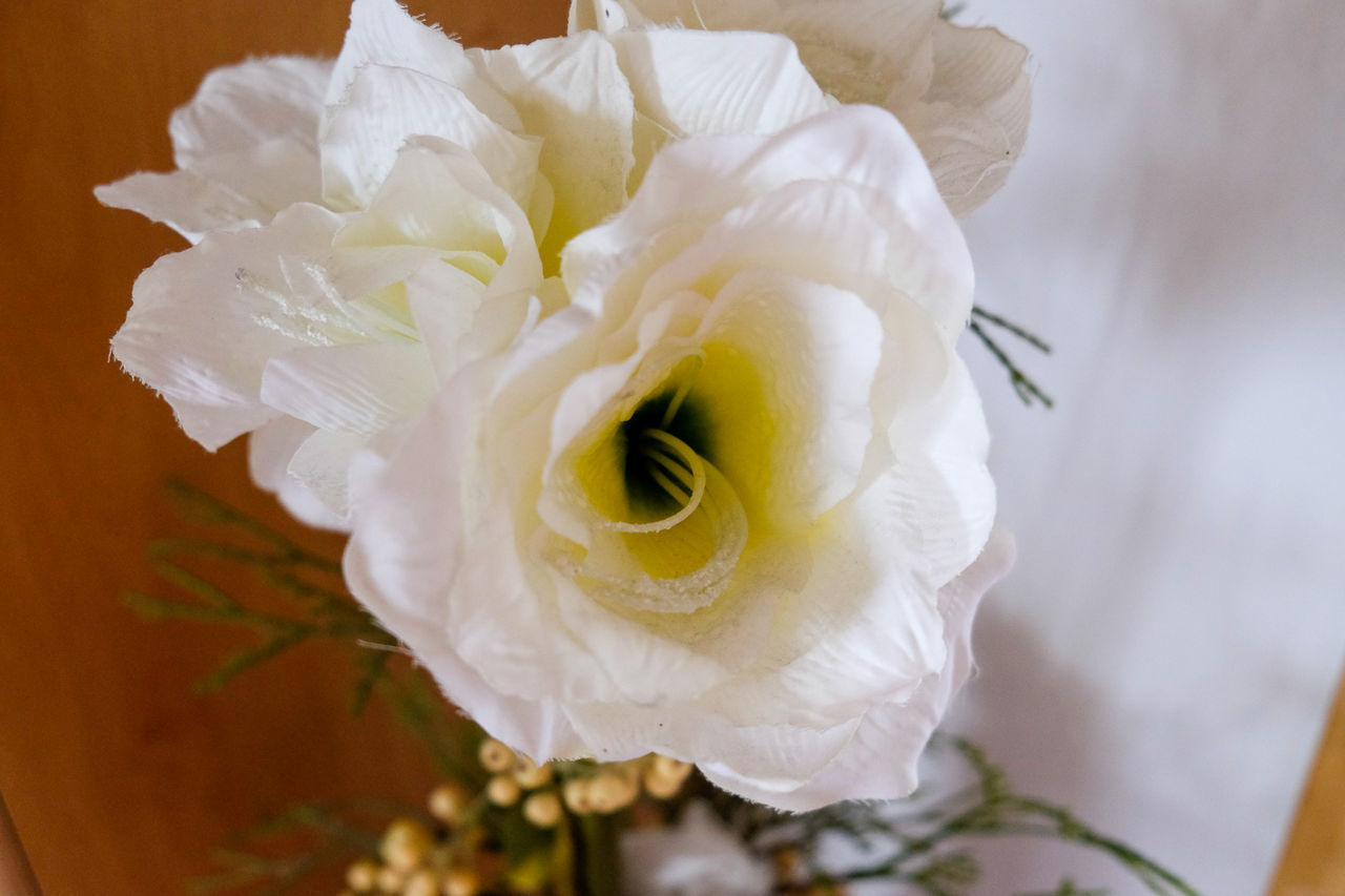 CLOSE-UP OF WHITE ROSE WITH YELLOW ROSES