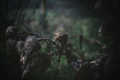 Close-up of spider on plant in forest