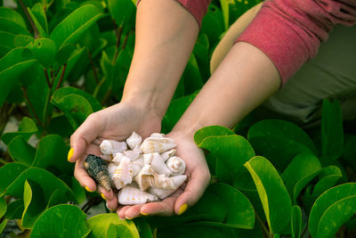 Close-up of hand holding plant