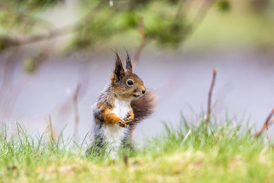 Close-up of squirrel