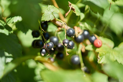 Close-up of berries growing on tree