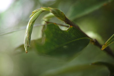 Close-up of insect on plant