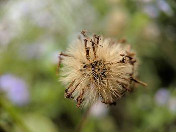 Close-up of wilted dandelion flower