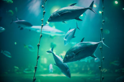 Fish swimming in sea