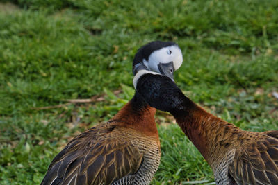 Side view of a bird on land