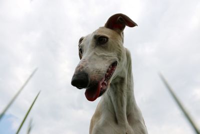 Close-up of dog against sky