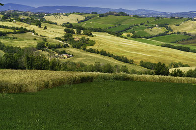 Scenic view of agricultural field