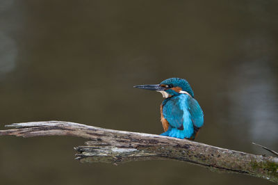 Close-up of bird perching on branch