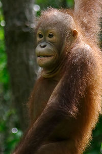 Orangutan monkey looking away