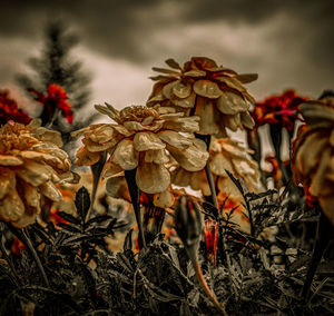 Close-up of plant against blurred background