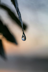 Close-up of water drop on twig