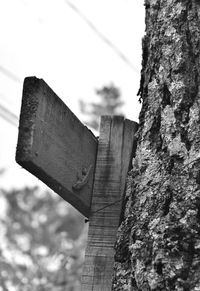 Close-up of tree trunk against the sky