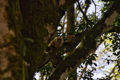 Capuchin monkeys on top of a tree branch in a national park of costa rica